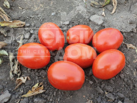 Насіння томатів 2053 F1 / 2053 F1, 115 днів купити оптом і в роздріб в Україні за вигідною ціною