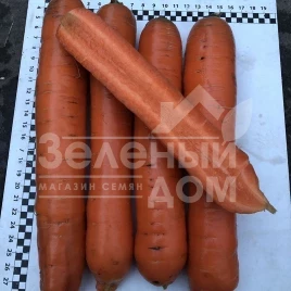 Семена моркови Ниндзя F1 / Ninja F1, 105 дней   купить оптом и в розницу в Украине по выгодной цене