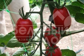 Семена томатов ЮГ 205 F1 / UG 205 F1,118 дней купить оптом и в розницу в Украине по выгодной цене