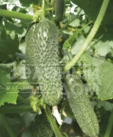 Семена огурцов Оптимус F1 / Optimus F1,42 дня купить оптом и в розницу в Украине по выгодной цене