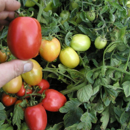 Насіння томатів Орбіт / Orbit,70-80 днів купити оптом і в роздріб в Україні за вигідною ціною