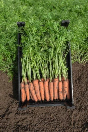 Семена моркови Нарбонне F1 / Narbonne F1,135 дней купить оптом и в розницу в Украине по выгодной цене