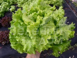 Семена салата Афицион / Aficion купить оптом и в розницу в Украине по выгодной цене