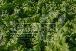 Семена салата Бизнес / Business,47-50 дней купить оптом и в розницу в Украине по выгодной цене