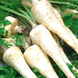 Семена петрушки Осборна / Osborna,180-195 дней купить оптом и в розницу в Украине по выгодной цене