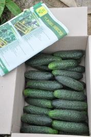 Семена огурцов Мозаик F1 / Mozaik F1 купить оптом и в розницу в Украине по выгодной цене