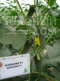 Насіння огірків Караоке F1 / Karaoke F1 купити оптом і в роздріб в Україні за вигідною ціною