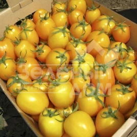Семена томатов Еллоу ривер F1 / Yellow river F1,63 дня купить оптом и в розницу в Украине по выгодной цене