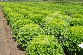 Семена салата Мелина / Melina купить оптом и в розницу в Украине по выгодной цене