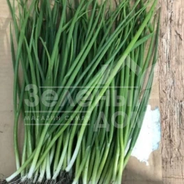 Лук на перо Гринпик F1 / Grinpik F1 купить оптом и в розницу в Украине по выгодной цене