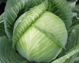 Насіння капусти білокачанної Ярославна / Yaroslavna купити оптом і в роздріб в Україні за вигідною ціною