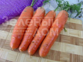 Насіння моркви Фаворит / Favorit,140-150 днів купити оптом і в роздріб в Україні за вигідною ціною