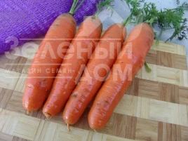 Насіння моркви Фаворит / Favorit, 140-150 днів купити оптом і в роздріб в Україні за вигідною ціною