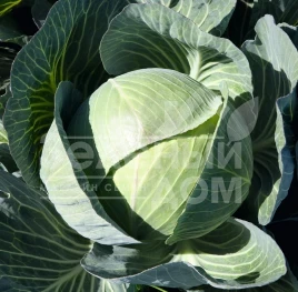 Семена капусты белокочанной Каунтер F1 / Counter F1,145 дней купить оптом и в розницу в Украине по выгодной цене