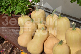 Насіння гарбуза Лісція / Lisciy,70-80 днів купити оптом і в роздріб в Україні за вигідною ціною