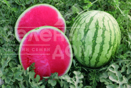 Насіння кавуна Бостон F1 / Boston F1,62-68 днів купити оптом і в роздріб в Україні за вигідною ціною