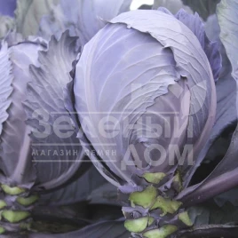 Семена капусты краснокочанной Интеграл F1 / Integral F1 купить оптом и в розницу в Украине по выгодной цене