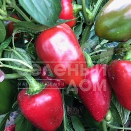 Семена сладкого перца Комбат F1 / Combat F1,60 дней  купить оптом и в розницу в Украине по выгодной цене