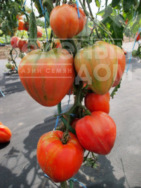 Насіння томатів Геродес / Gerodes купити оптом і в роздріб в Україні за вигідною ціною