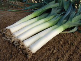 Цибуля порей Голет / Golet,155-165 днів купити оптом і в роздріб в Україні за вигідною ціною
