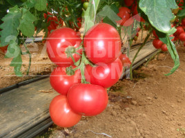 Насіння томатів Пінк Парадайз F1 / Pink Paradise F1,100-110 днів купити оптом і в роздріб в Україні за вигідною ціною