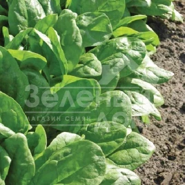 Семена шпината Клиппер F1 / Klipper F1 купить оптом и в розницу в Украине по выгодной цене
