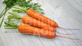 Насіння моркви Тітан F1 / Titan F1,90 днів купити оптом і в роздріб в Україні за вигідною ціною
