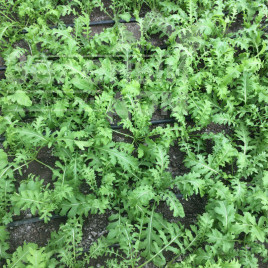 Насіння руколи Рева / Reva купити оптом і в роздріб в Україні за вигідною ціною