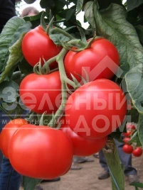 Семена томатов Ноэми F1 / Noemi F1,80 дней купить оптом и в розницу в Украине по выгодной цене