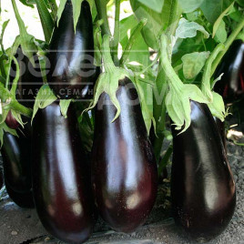 Насіння баклажанів Навал F1 / Naval F1, 55-60 днів купити оптом і в роздріб в Україні за вигідною ціною