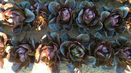 Насіння салату Мунред / Munred купити оптом і в роздріб в Україні за вигідною ціною