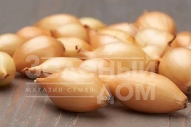 Лук репчатый Элиста / Elista,100-110 дней купить оптом и в розницу в Украине по выгодной цене