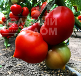 Насіння томатів Вігго F1 / Viggo F1,105-115 днів купити оптом і в роздріб в Україні за вигідною ціною