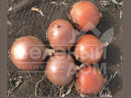 Лук репчатый Минди F1 /  Mindi F1 купить оптом и в розницу в Украине по выгодной цене