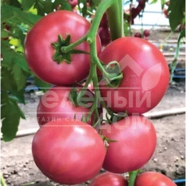 Семена томатов КС 307 F1 / KS 307 F1 купить оптом и в розницу в Украине по выгодной цене