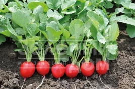 Семена редиса Прелито F1 / Prelito F1,20-22 дня купить оптом и в розницу в Украине по выгодной цене
