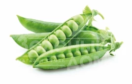 Семена гороха Чергуи / Chergui купить оптом и в розницу в Украине по выгодной цене