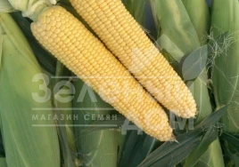 Семена кукурузы Мирза F1 / Mirza F1 купить оптом и в розницу в Украине по выгодной цене