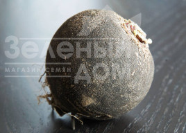 Насіння редьки Чорна кулата / Kulata,90 днів купити оптом і в роздріб в Україні за вигідною ціною