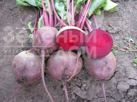 Насіння буряка Ларка / Larka,100-120 днів купити оптом і в роздріб в Україні за вигідною ціною