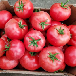 Насіння томатів Мей Шуай F1 / Mei Shuai F1,105-110 днів купити оптом і в роздріб в Україні за вигідною ціною