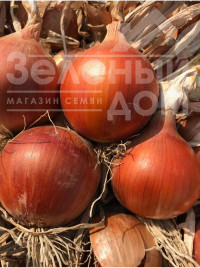 Цибуля ріпчаста Сандра F1 / Sandra F1 купити оптом і в роздріб в Україні за вигідною ціною