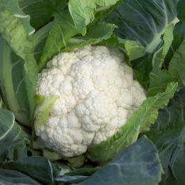 Насіння капусти цвітної Шамборд F1 / Сhambord F1,80 днів купити оптом і в роздріб в Україні за вигідною ціною