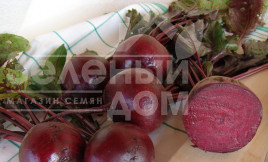 Насіння буряка Моніка / Monika,110-115 днів купити оптом і в роздріб в Україні за вигідною ціною