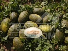 Семена дыни Алкарез F1 / Alcarez F1,75-85 дней купить оптом и в розницу в Украине по выгодной цене