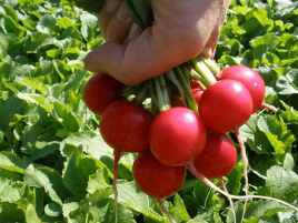 Насіння редису Квінта / Kvinta,25-30 днів купити оптом і в роздріб в Україні за вигідною ціною