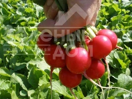 Насіння редису Квінта / Kvinta, 25-30 днів купити оптом і в роздріб в Україні за вигідною ціною