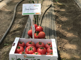Насіння томатів Пінк Джаз F1 / Pink Jazz F1,70-75 днів купити оптом і в роздріб в Україні за вигідною ціною