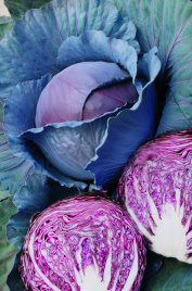 Насіння капусти червоноголової Ред Дінасті F1 / Red Dynasty F1,70 днів купити оптом і в роздріб в Україні за вигідною ціною