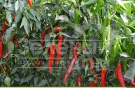 Семена горького перца Сахем F1 / Sahem F1, 70-75 дней купить оптом и в розницу в Украине по выгодной цене